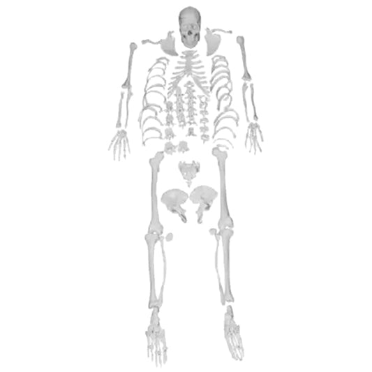 Disarticulated Human Skeleton Bilateral 200 Bones for Medical Students