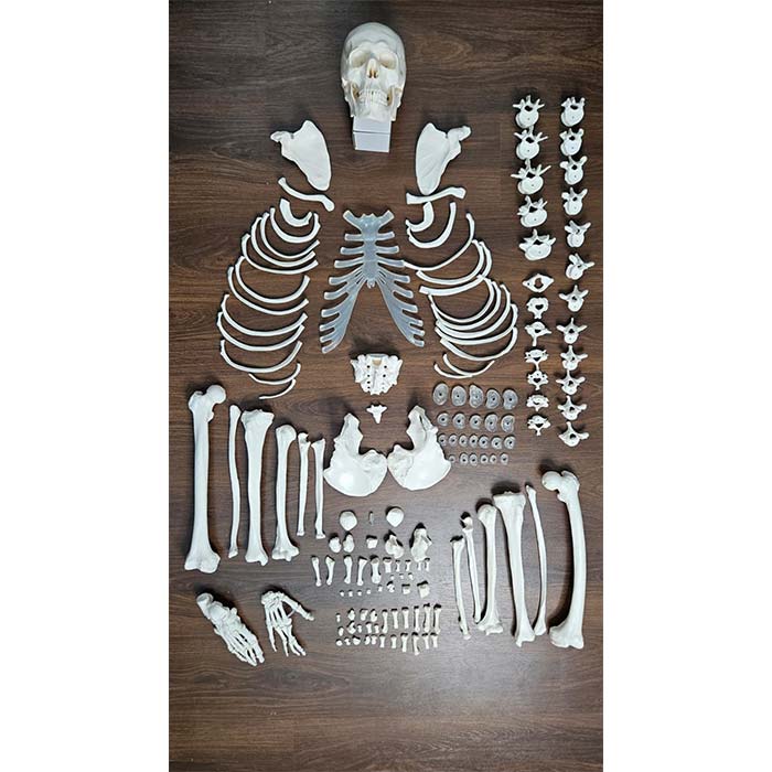 Disarticulated Human Skeleton Bilateral 200 Bones for Medical Students