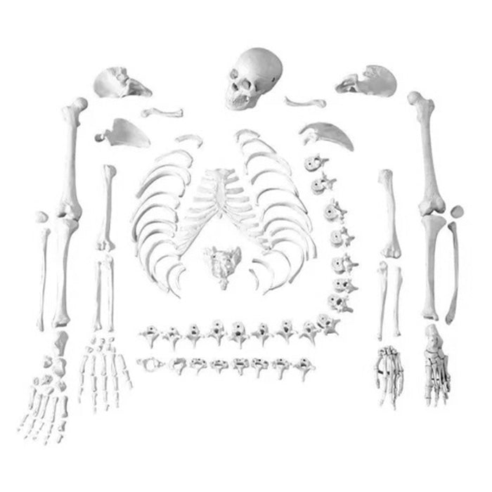 Disarticulated Human Skeleton Bilateral 200 Bones for Medical Students