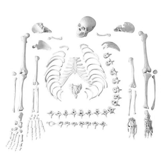 Disarticulated Human Skeleton Bilateral 200 Bones for Medical Students