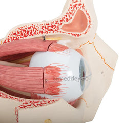 Eye with Orbit Model