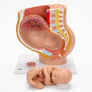 female pelvis section model