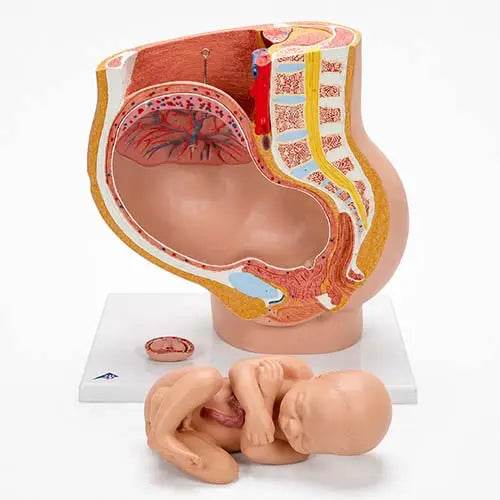 female pelvis section model
