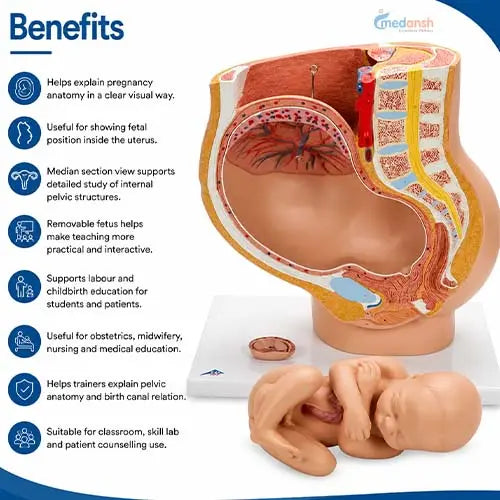 female pelvis section model