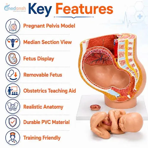 female pelvis section model