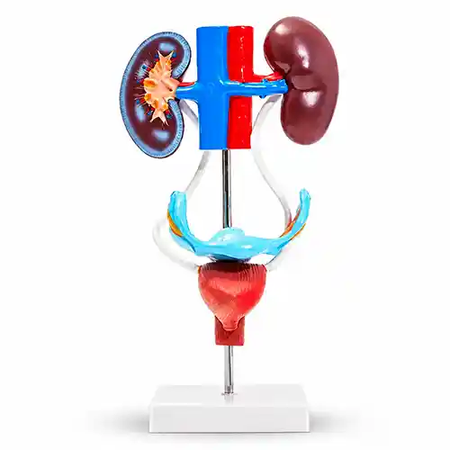 female urogenital model 