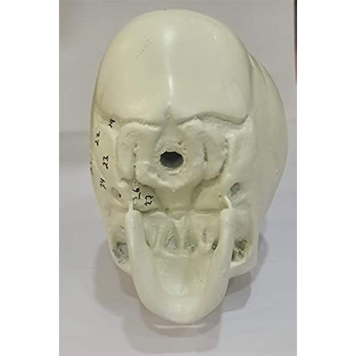 Fetal skull model Delux