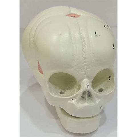 Fetal skull model Delux
