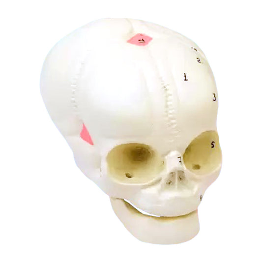 Fetal skull model Delux