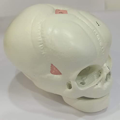 Fetal skull model Delux