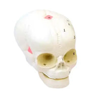 fetal skull model 