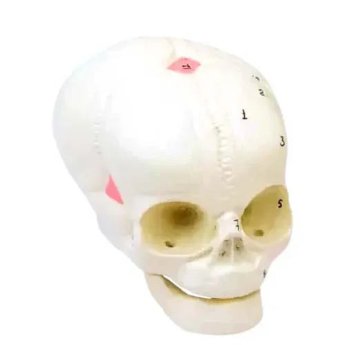 fetal skull model 