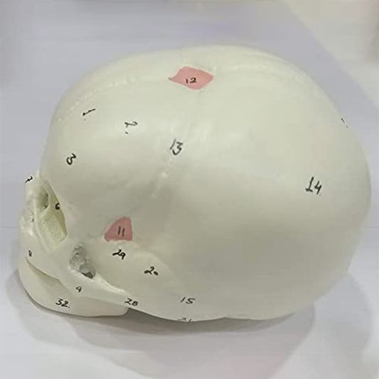 Fetal skull model Delux