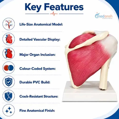 fixed muscles model