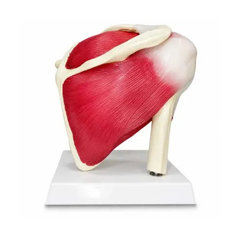 fixed muscles model