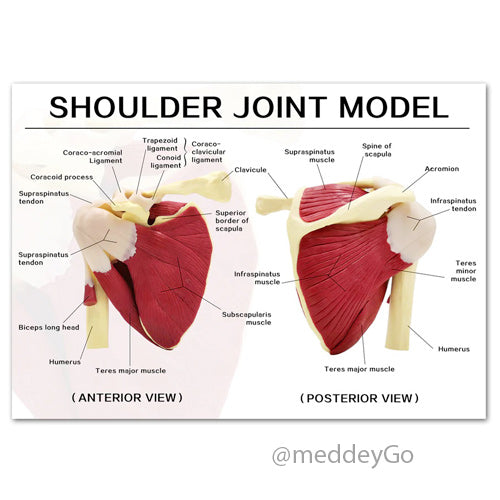 fixed muscles model