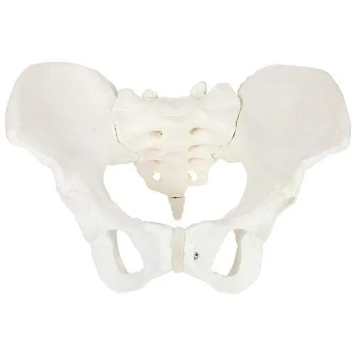 Flexible Adult Female Pelvis