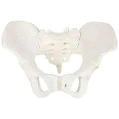 Flexible Adult Female Pelvis