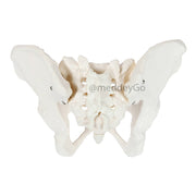 Flexible Adult Female Pelvis