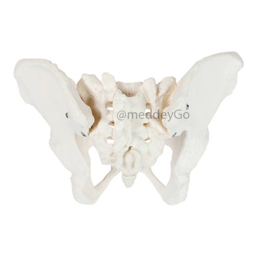 Flexible Adult Female Pelvis