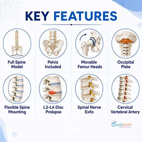 full length spine model