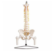 full length spine model