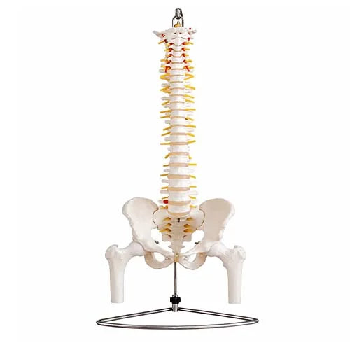 full length spine model