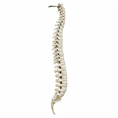 full spine saw bone 