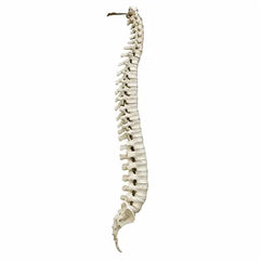 full spine saw bone 