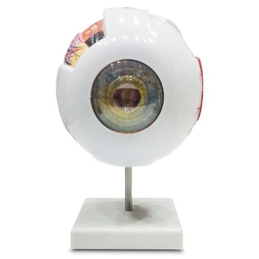 Giant Eye Delux Model