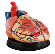 heart model 