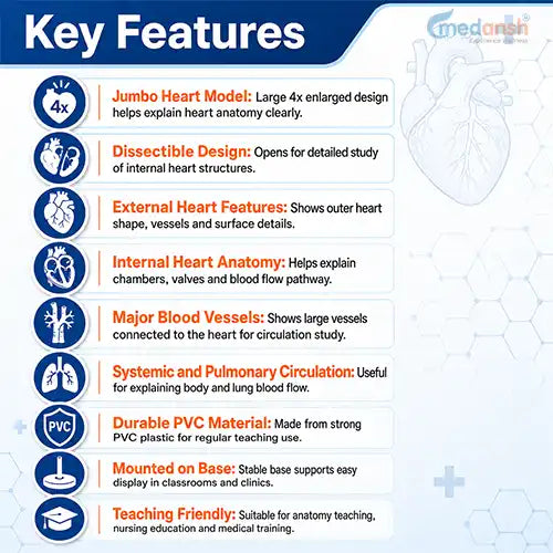 heart model 