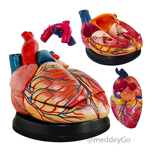 heart model 