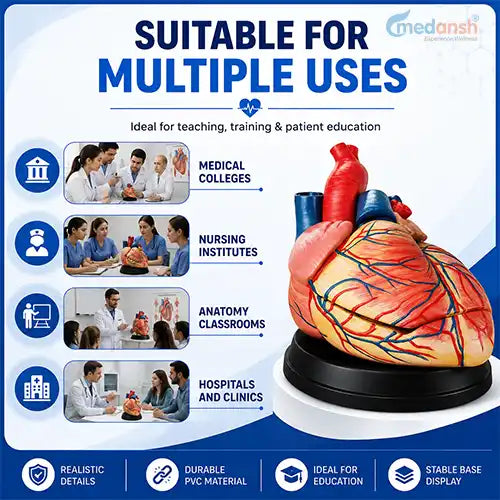 heart model 