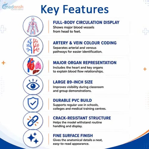 human circulatory system model 