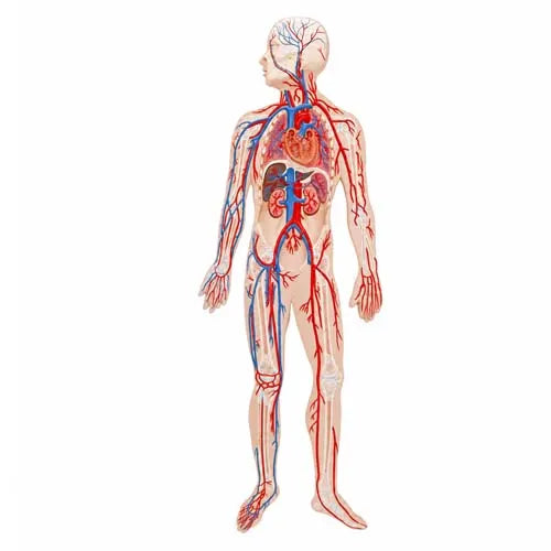 human circulatory system model 