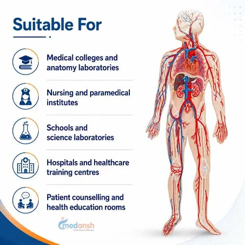 human circulatory system model 