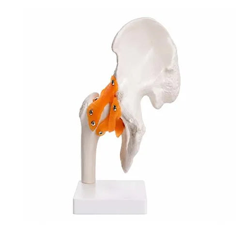 human hip joint model
