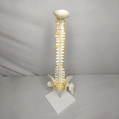 Human Mini Spinal Column Model With Femur Head