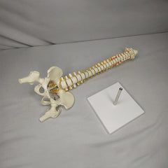 Human Mini Spinal Column Model With Femur Head