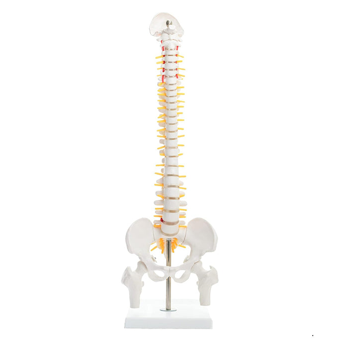 Human Mini Spinal Column Model With Femur Head