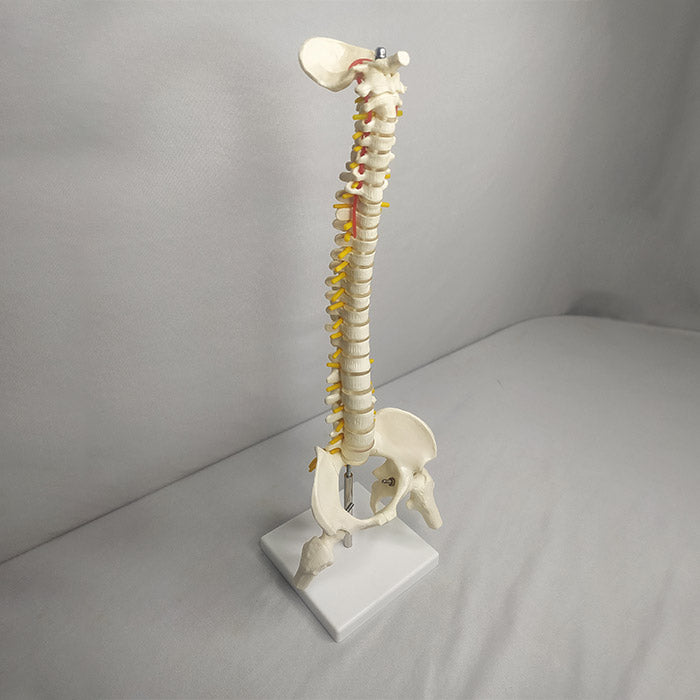 human_mini_spinal_