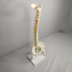 Human Mini Spinal Column Model With Femur Head