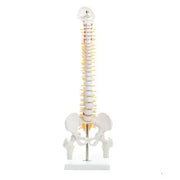 human mini spinal column model