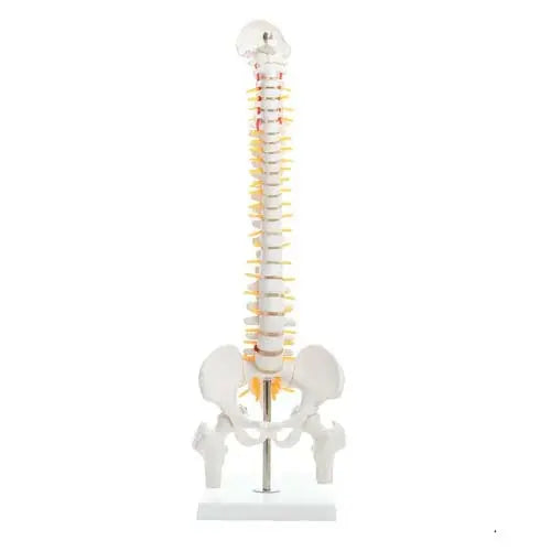 human mini spinal column model