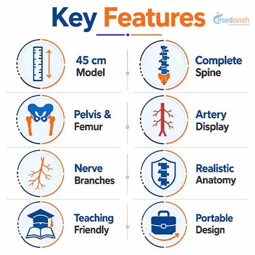 human mini spinal column model