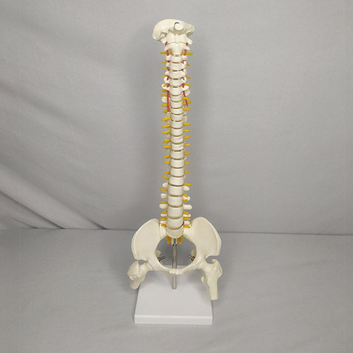 human_mini_spinal