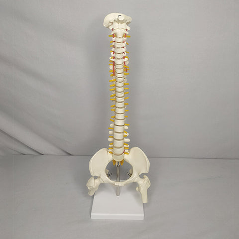 Human Mini Spinal Column Model With Femur Head