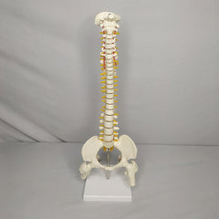 Human Mini Spinal Column Model With Femur Head