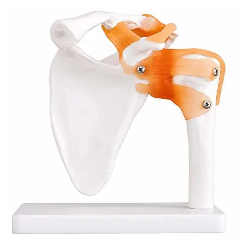 human shoulder joint model 